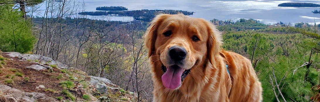 mountain view goldens - golden retriever overlooking lake george